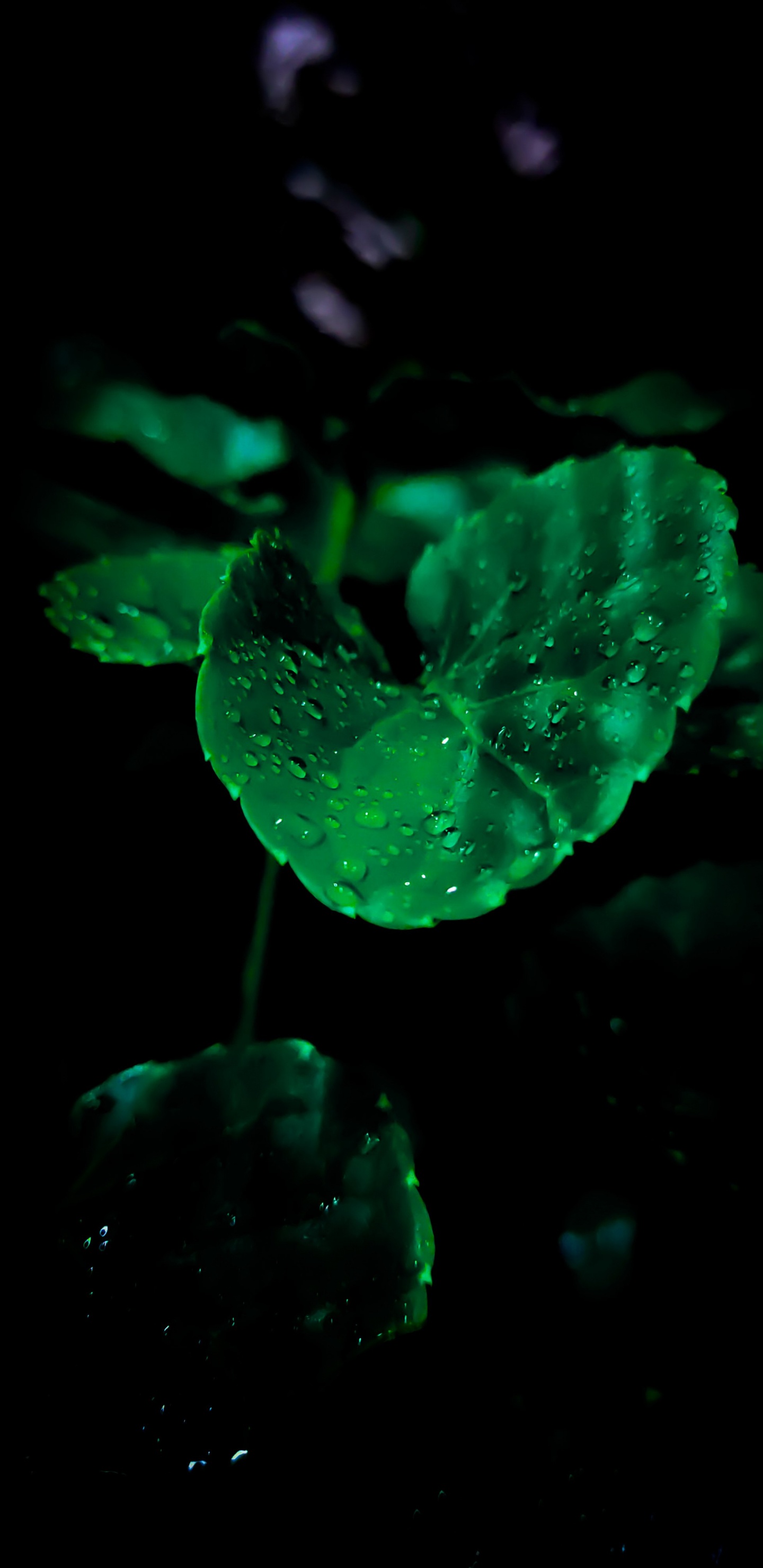 Обои амолед, OLED, яблоко, андроид, водоем в разрешении 1440x2960