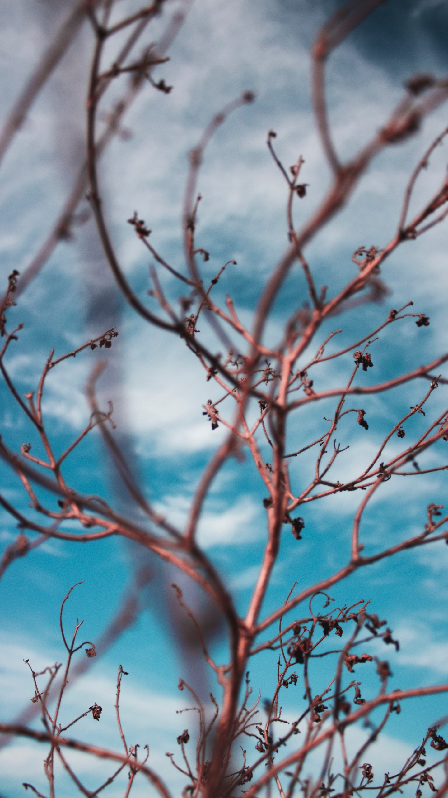 Обои стебель растения, прут, ветвь, дерево, синий в разрешении 1440x2560