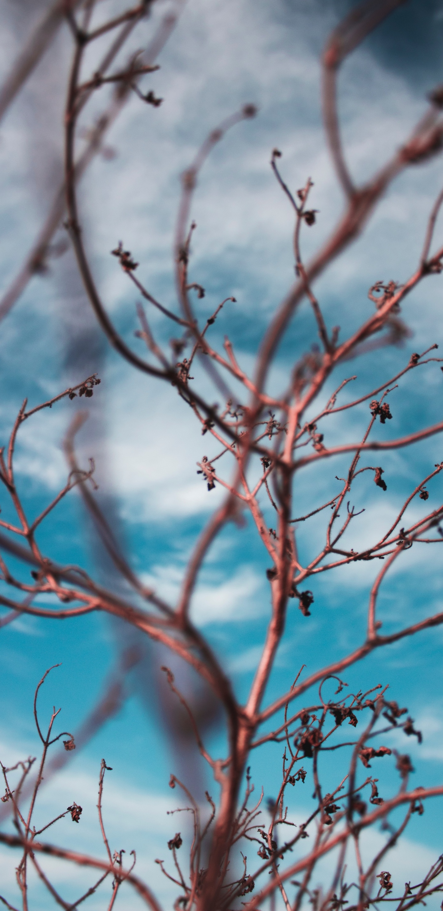 Обои стебель растения, прут, ветвь, дерево, синий в разрешении 1440x2960