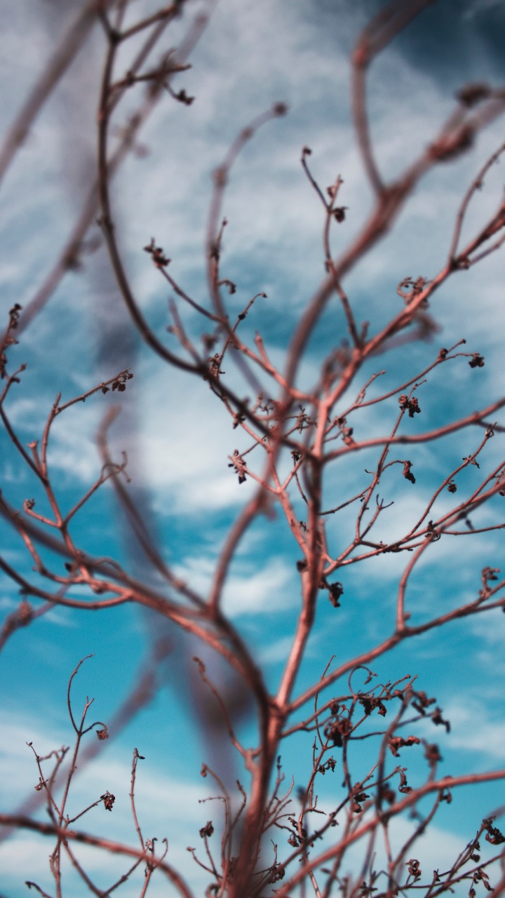 Обои стебель растения, прут, ветвь, дерево, синий в разрешении 720x1280