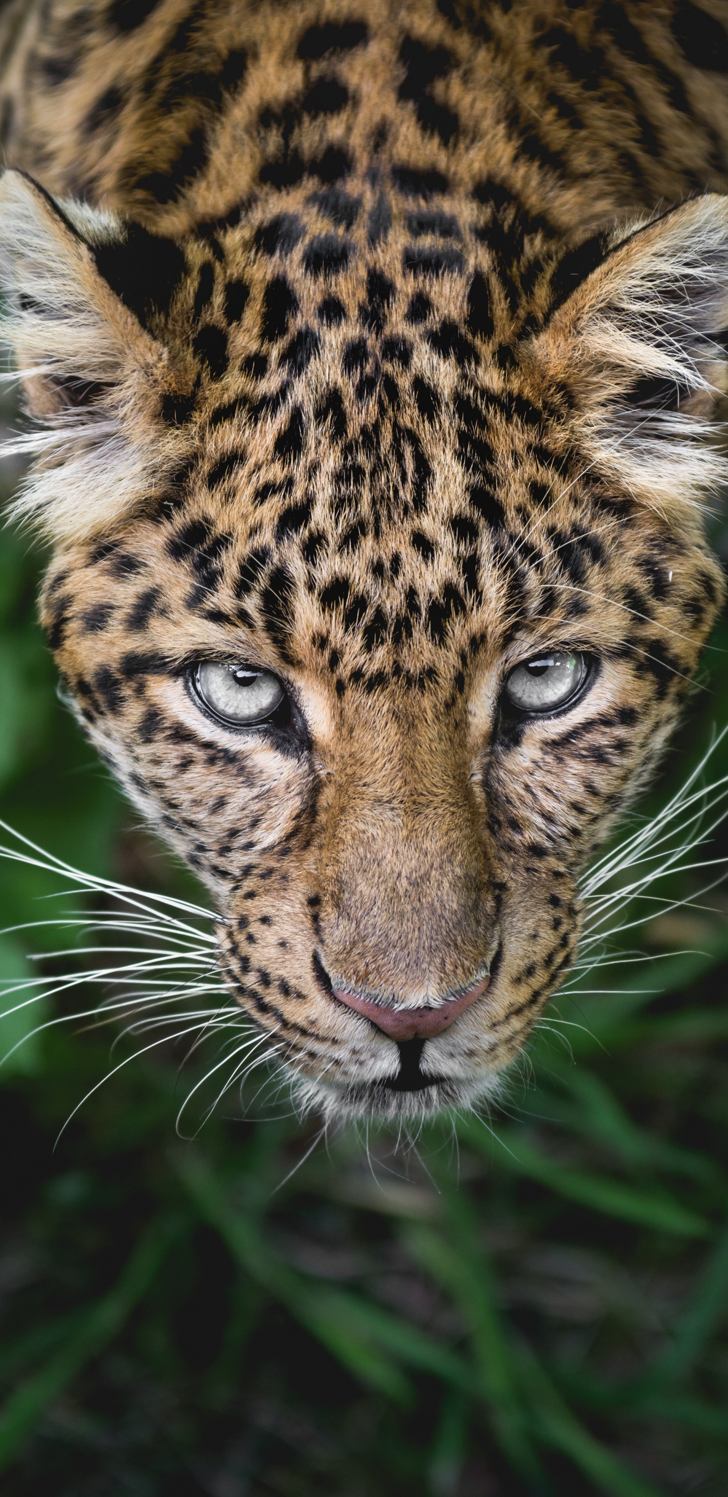 Обои Леопард, Ягуар, кот, большая кошка, Гепард в разрешении 1440x2960