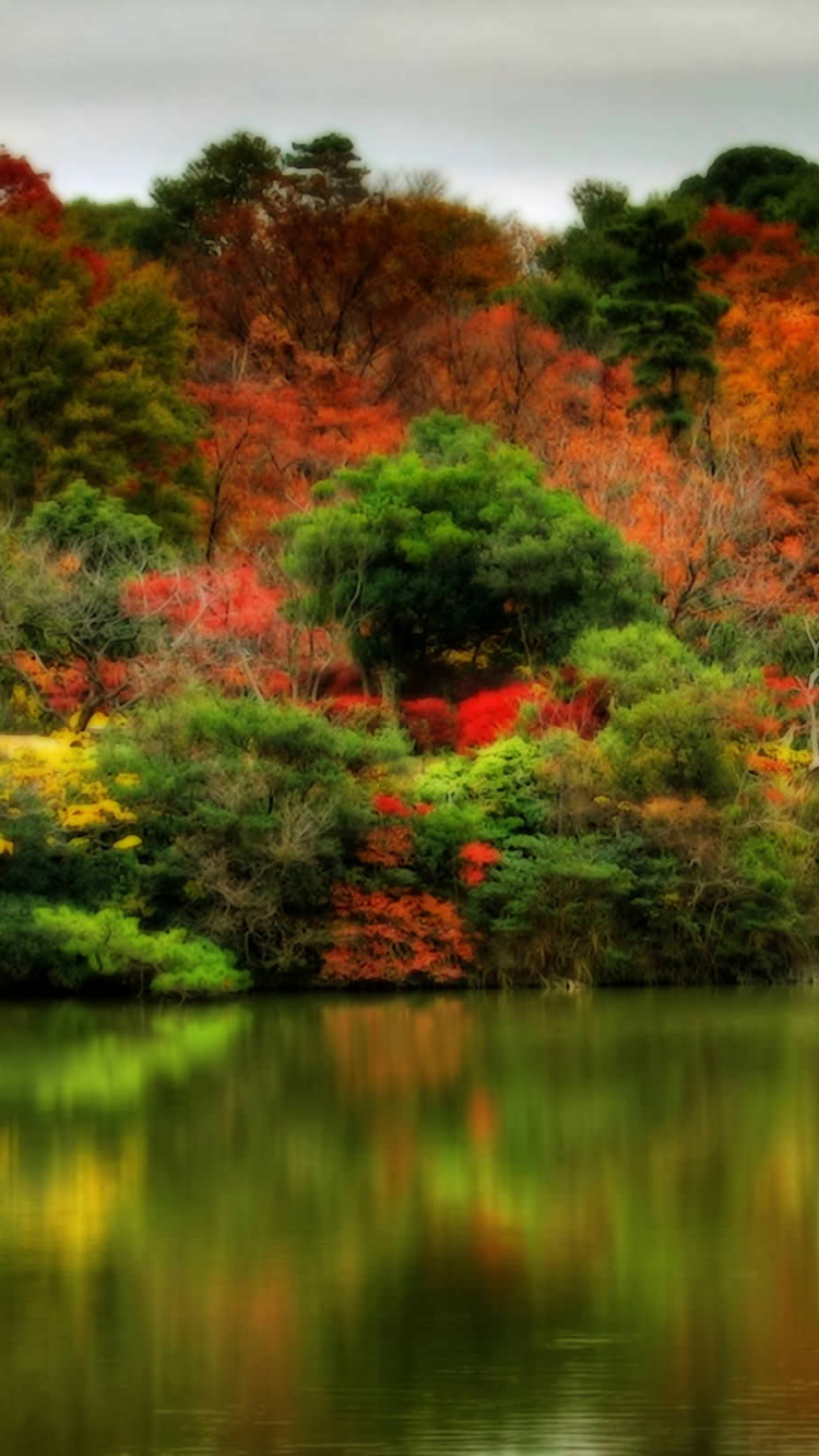 Обои осень, отражение, природа, лист, дерево в разрешении 750x1334