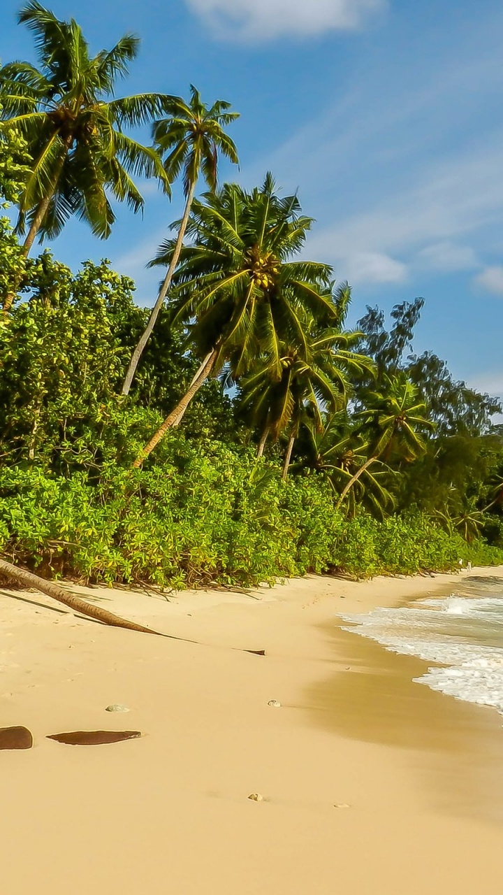 Обои растительность, пляж, море, пальмовые рощи, побережье в разрешении 720x1280