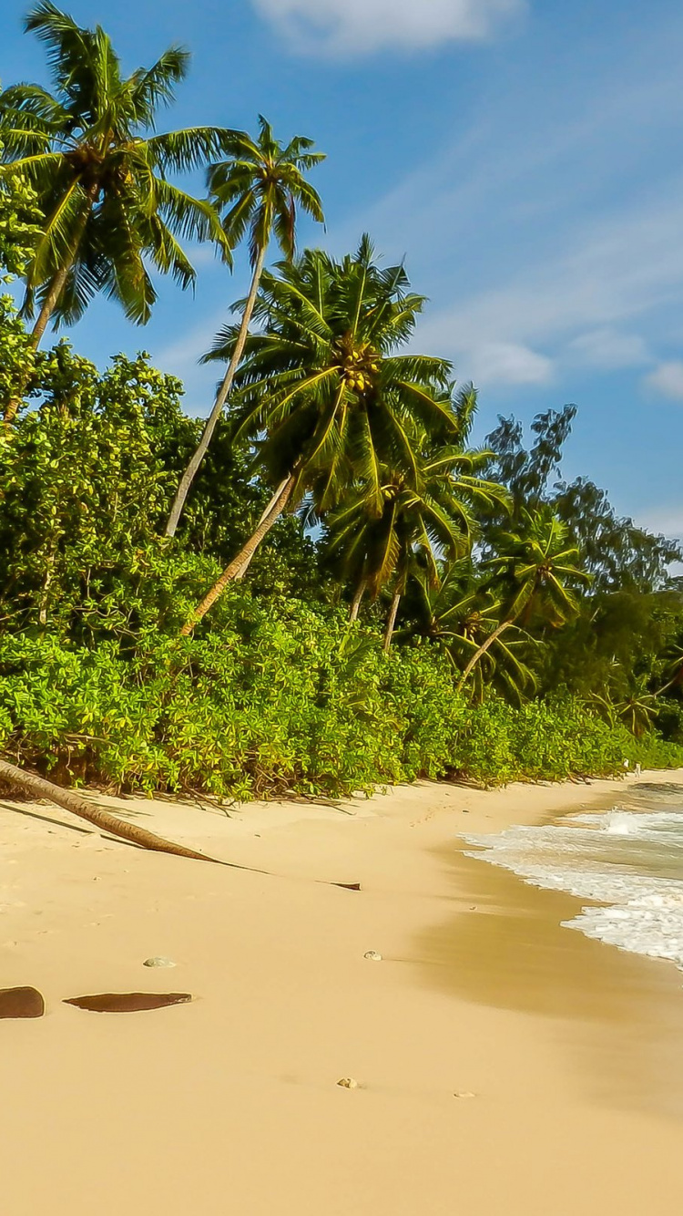 Обои растительность, пляж, море, пальмовые рощи, побережье в разрешении 750x1334