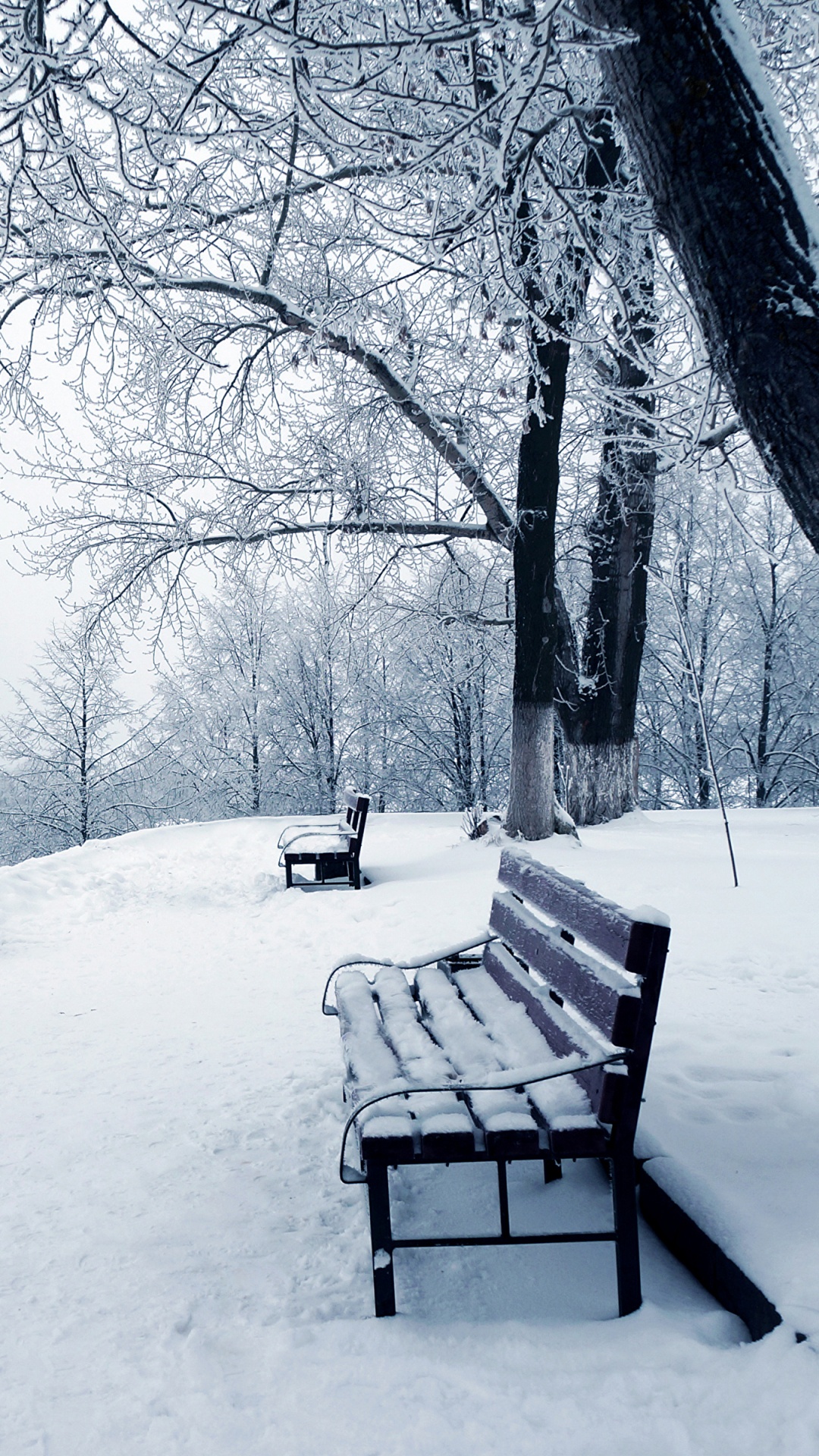 Обои зима, снег, замораживание, дерево, мороз в разрешении 1080x1920