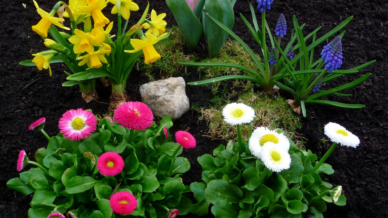 Обои общие Дейзи, цветковое растение, цветочный горшок, однолетнее растение, травянистое растение в разрешении 1280x720