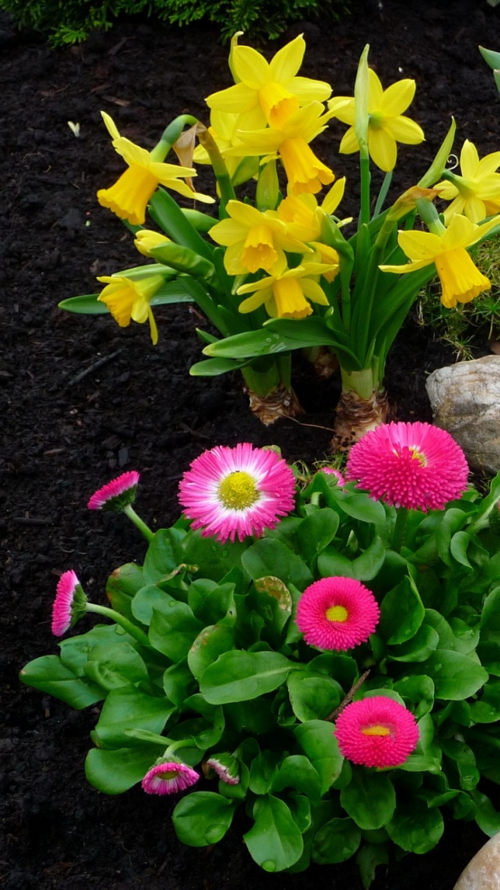 Обои общие Дейзи, цветковое растение, цветочный горшок, однолетнее растение, травянистое растение в разрешении 720x1280