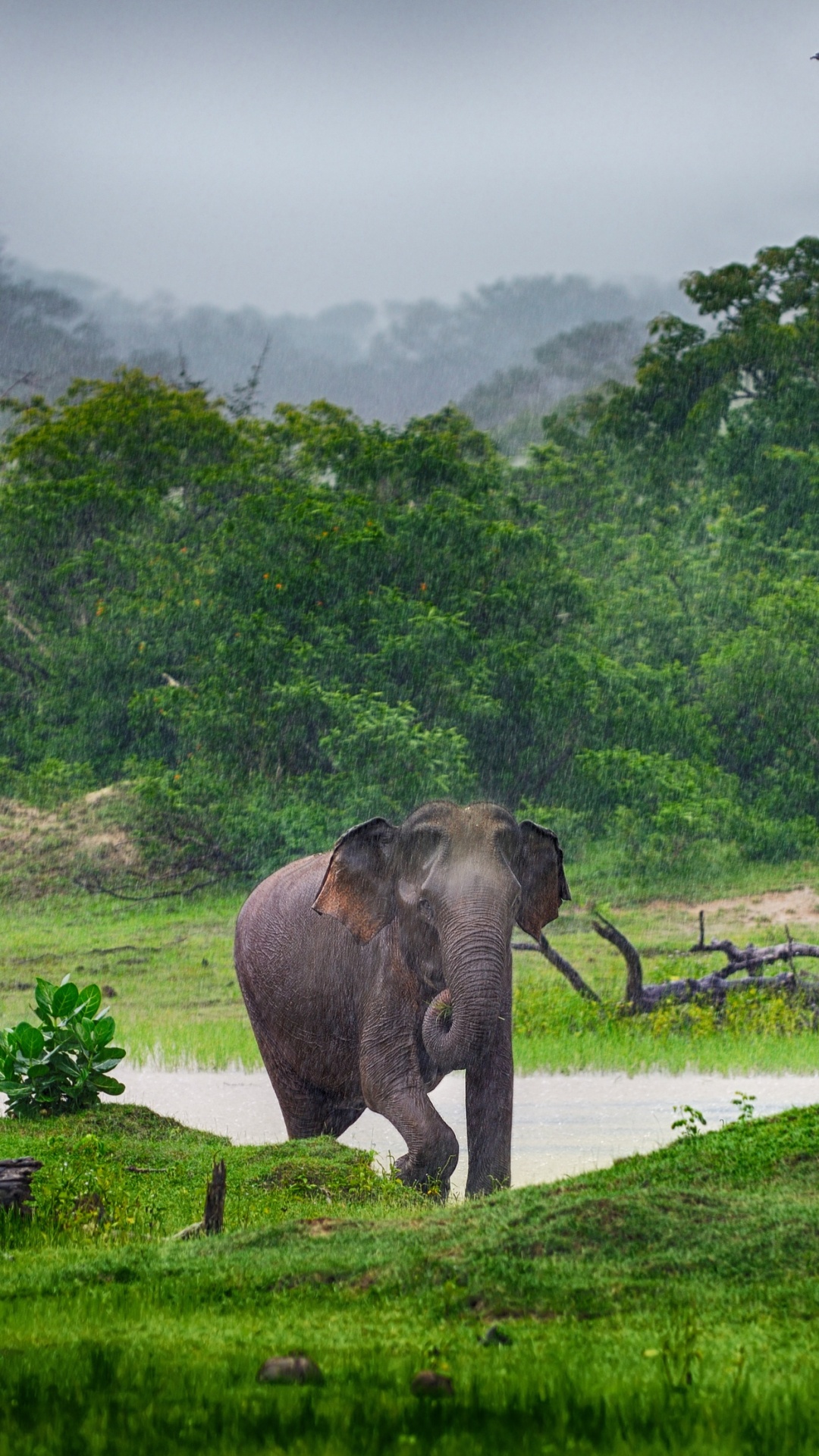 Обои путешествие, живая природа, Слон, слоны и мамонты, природный заповедник в разрешении 1080x1920