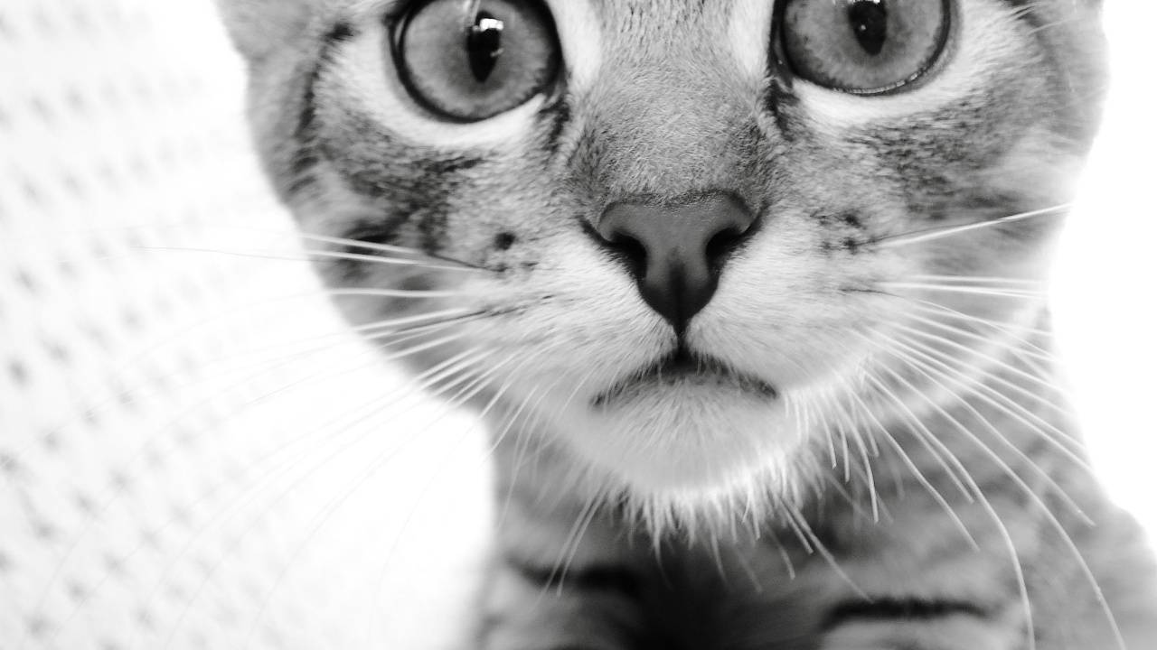 Обои котенок, полосатый кот, персидская кошка, нос, полосатая кошка в разрешении 1280x720