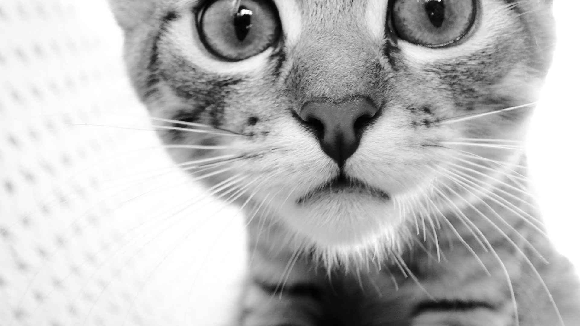 Обои котенок, полосатый кот, персидская кошка, нос, полосатая кошка в разрешении 1920x1080