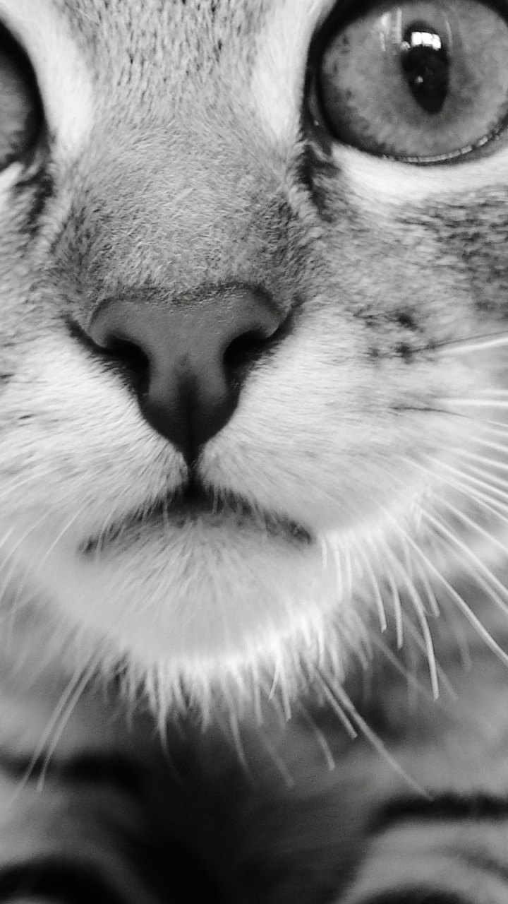 Обои котенок, полосатый кот, персидская кошка, нос, полосатая кошка в разрешении 720x1280