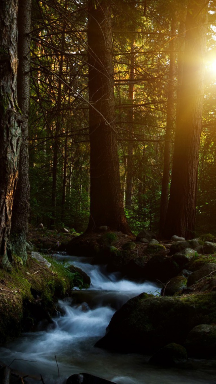 Обои лес, природа, дерево, солнечный свет, свет в разрешении 750x1334