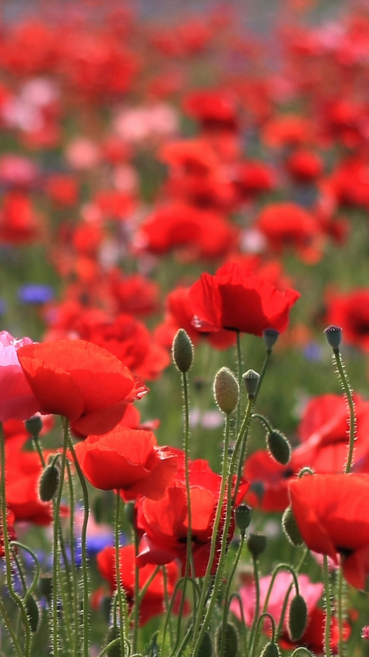 Обои цветковое растение, красный цвет, полевой цветок, коклико, красный в разрешении 750x1334