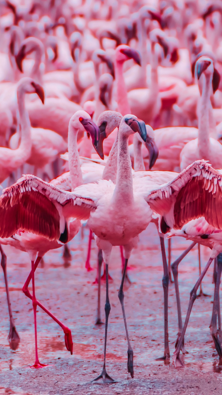 Обои фламинго, Большой фламинго, птица, вода, клюв в разрешении 750x1334