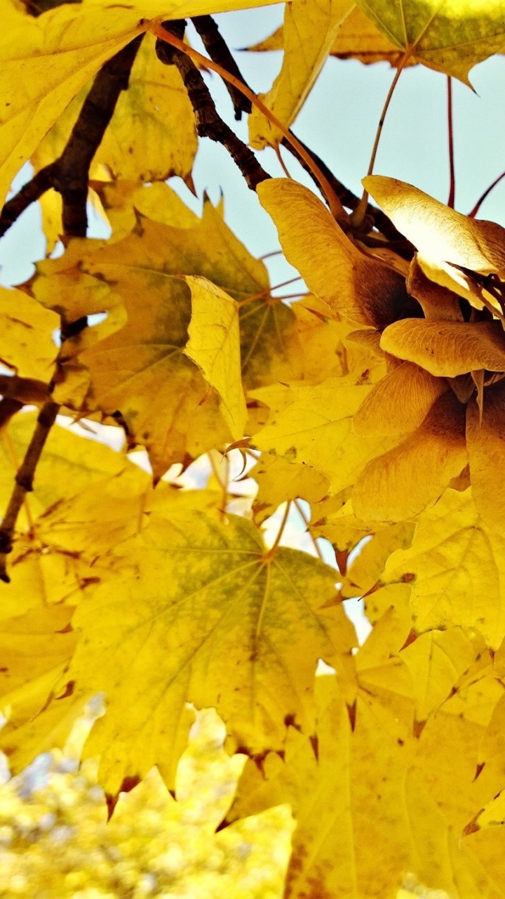 Обои лист, кленовый лист, дерево, осень, листопадные в разрешении 720x1280