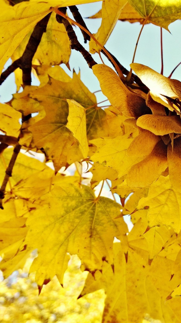 Обои лист, кленовый лист, дерево, осень, листопадные в разрешении 750x1334