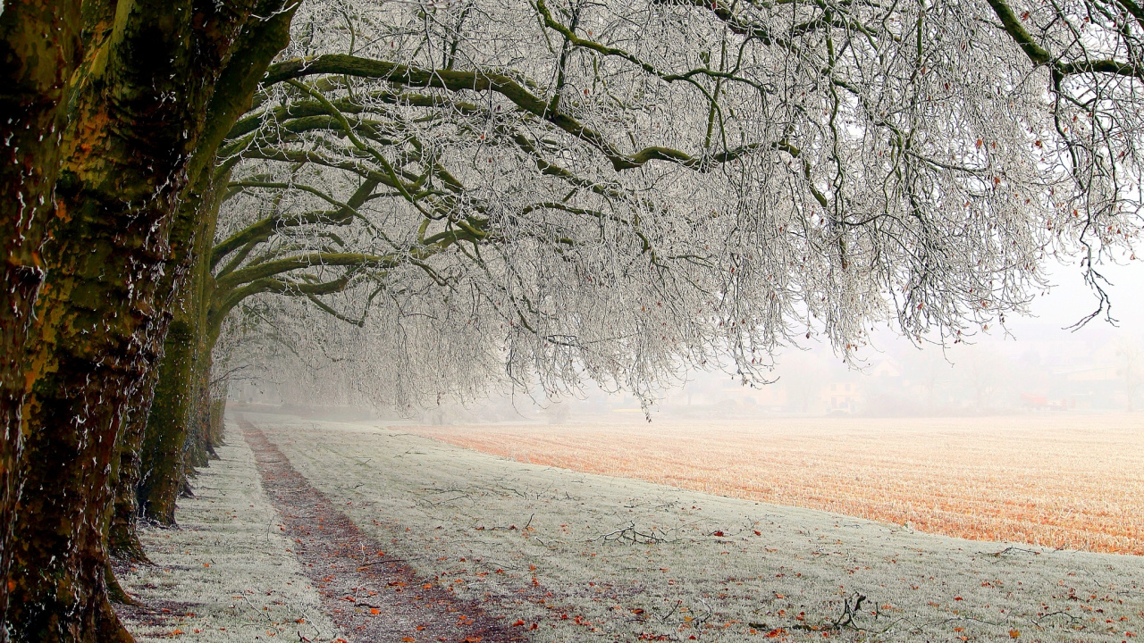 Обои дерево, природа, ветвь, снег, зима в разрешении 1280x720