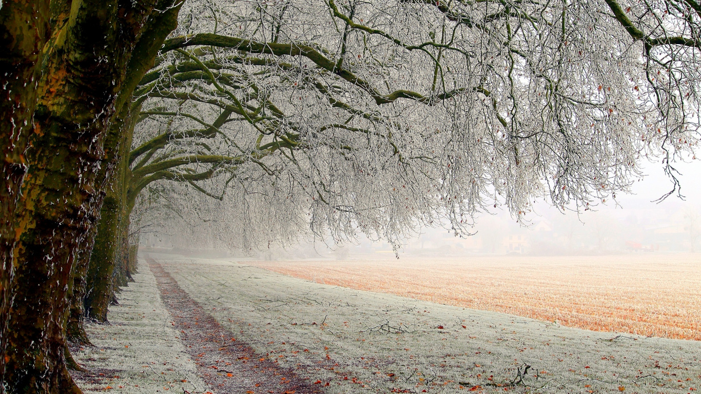 Обои дерево, природа, ветвь, снег, зима в разрешении 1366x768