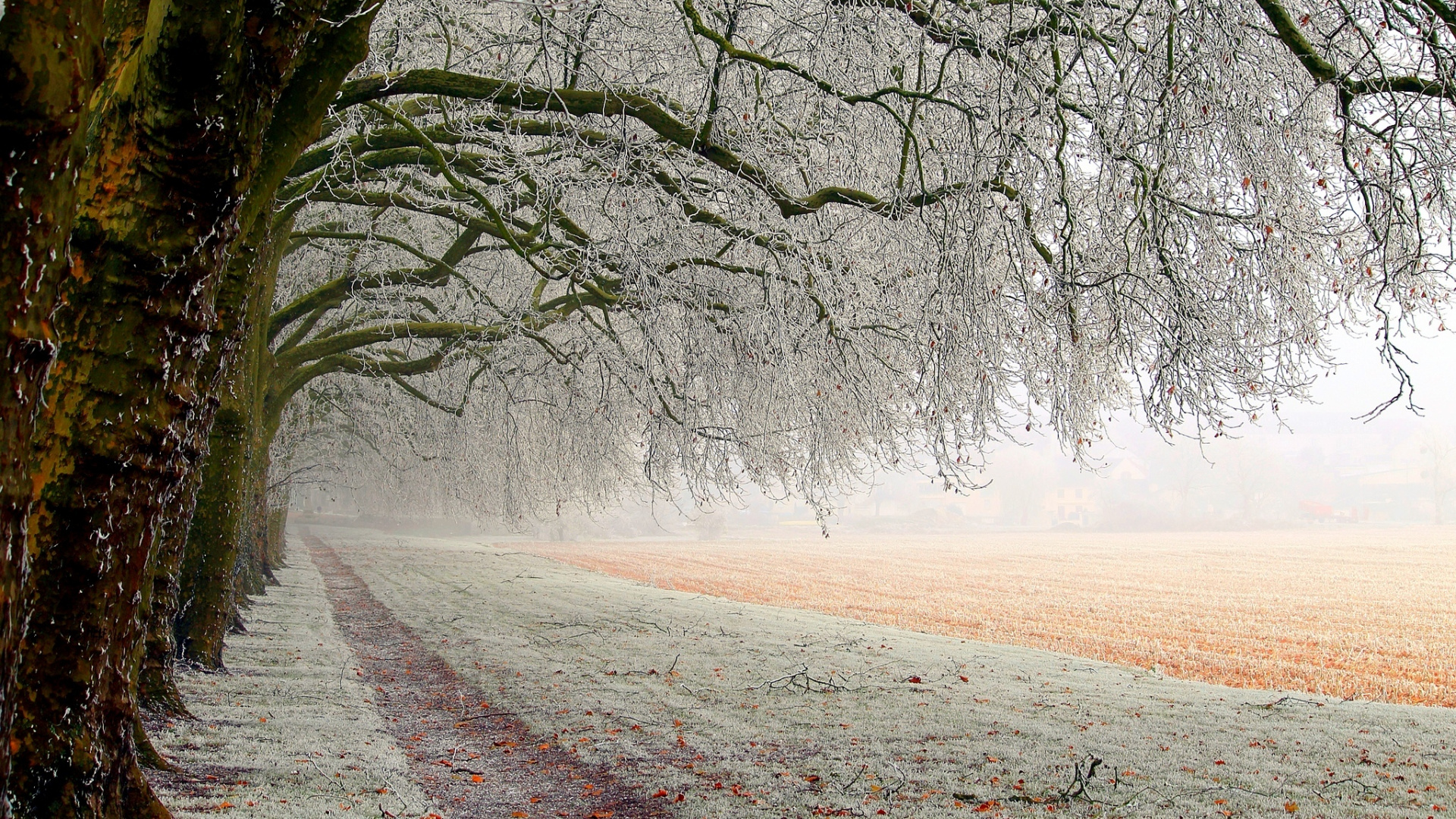 Обои дерево, природа, ветвь, снег, зима в разрешении 1920x1080