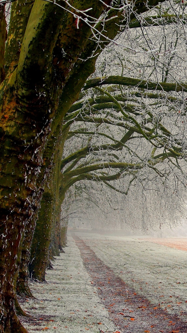 Обои дерево, природа, ветвь, снег, зима в разрешении 720x1280