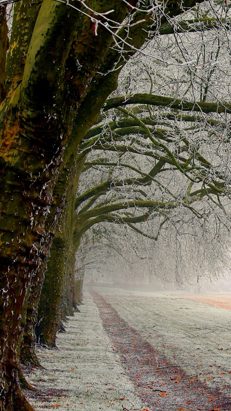 Обои дерево, природа, ветвь, снег, зима в разрешении 750x1334