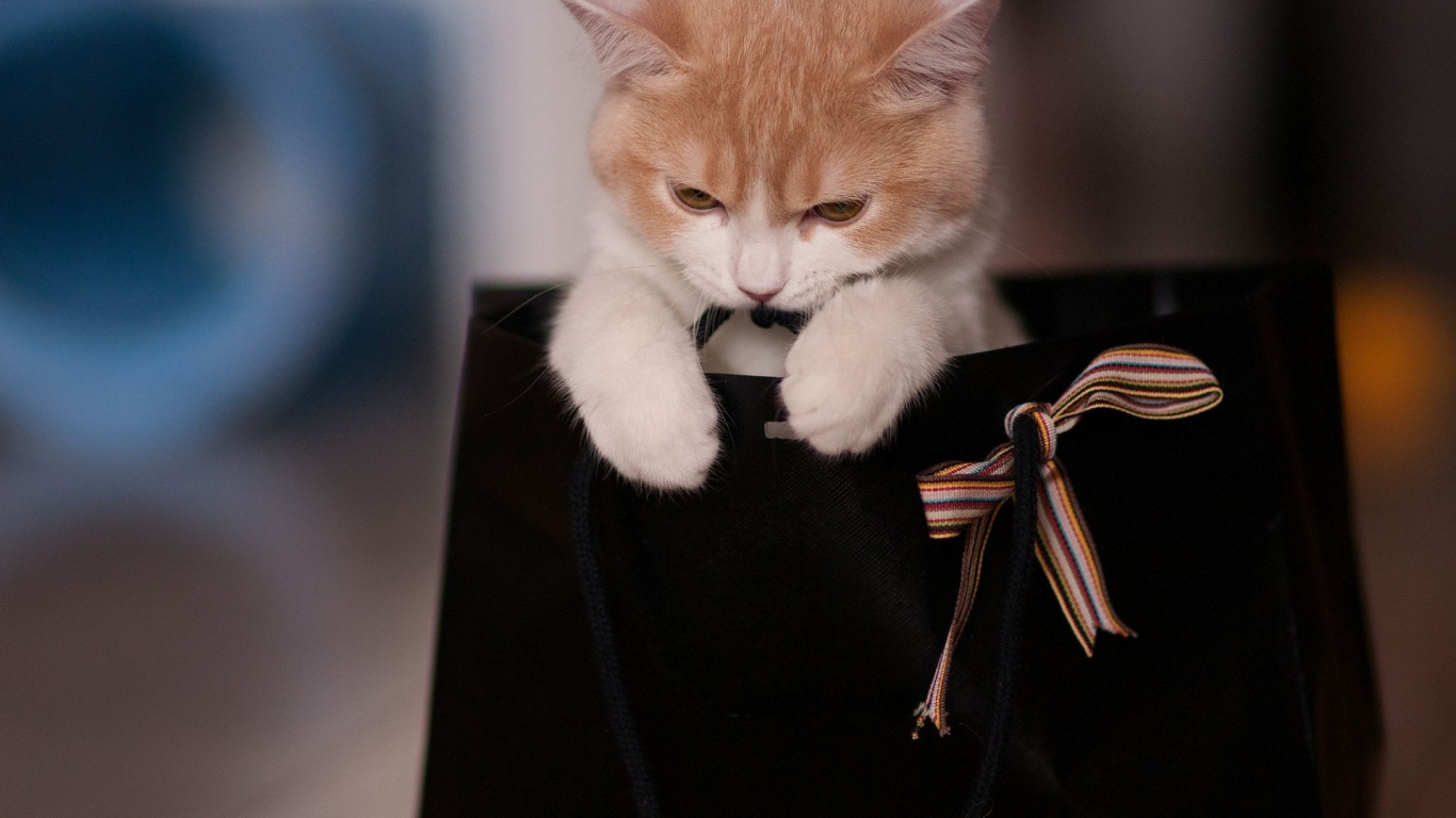 Обои котенок, привлекательность, остроумие, позвоночных, позвоночное животное в разрешении 1366x768