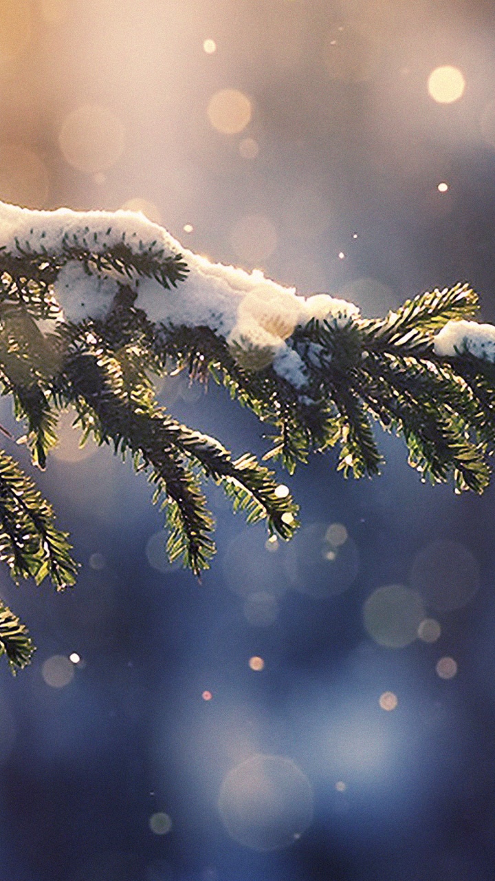 Обои apple, замораживание, пихта, небо, дерево в разрешении 720x1280