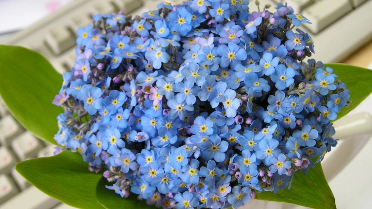 Обои цветочный букет, цветочный дизайн, синий, растение, цветковое растение в разрешении 1280x720