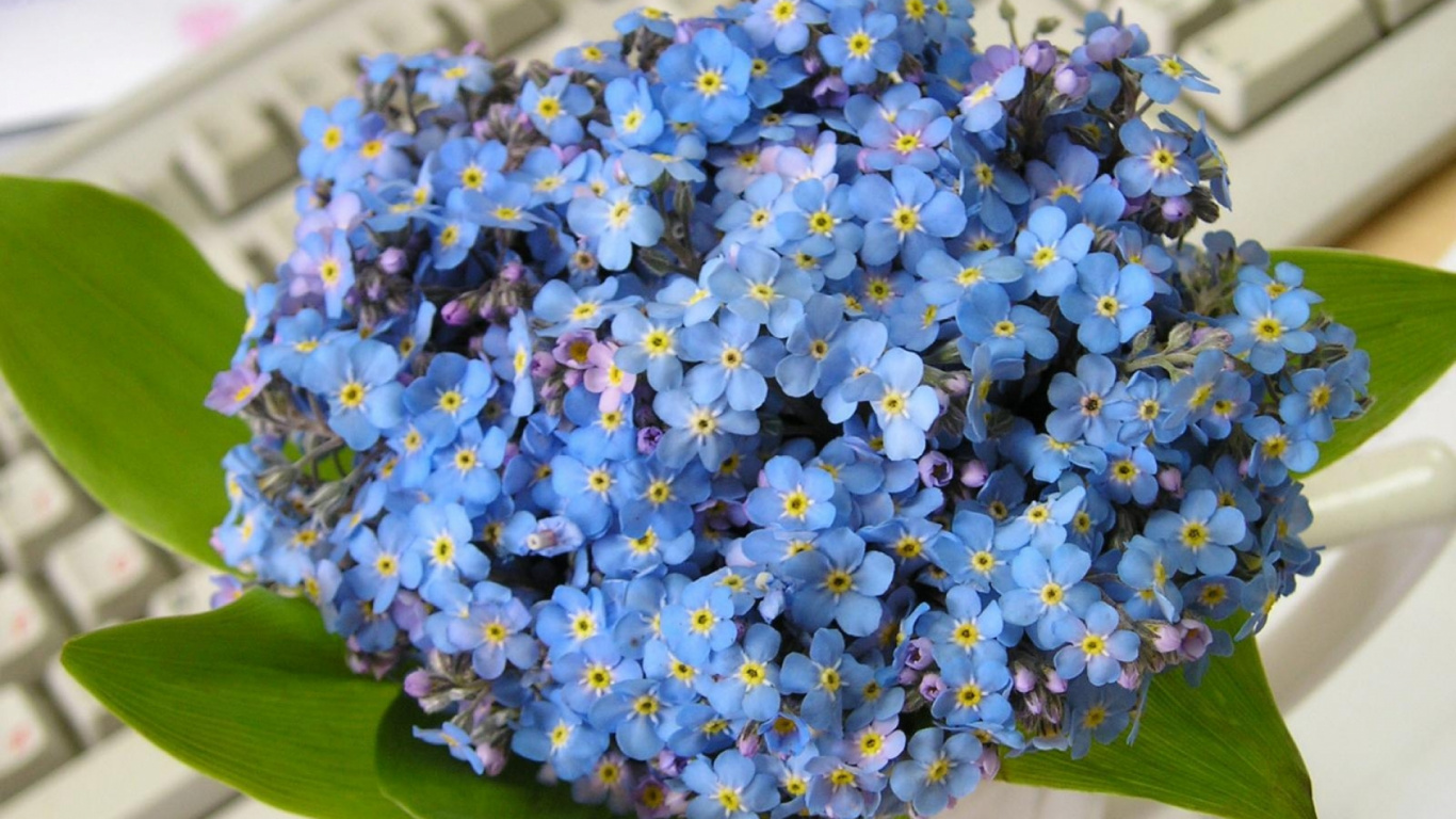 Обои цветочный букет, цветочный дизайн, синий, растение, цветковое растение в разрешении 1366x768