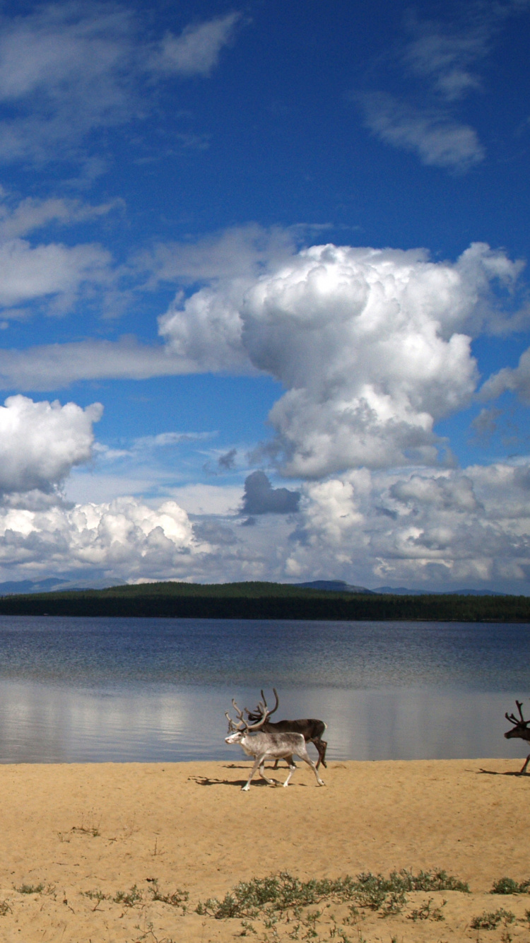 Обои облако, горизонт, экорегион, вода, кучевое облако в разрешении 750x1334