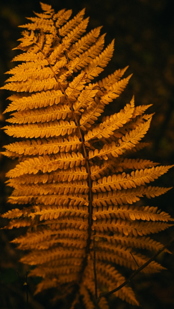 Обои сосна, растение, наземное растение, прут, древесина в разрешении 720x1280