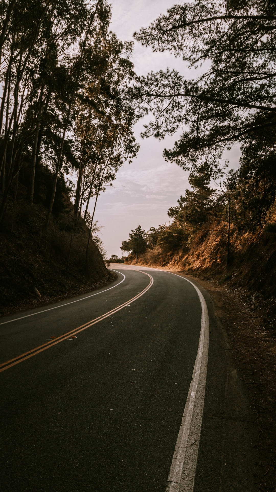 Обои дорога, дерево, переулок, асфальт, природный ландшафт в разрешении 1080x1920