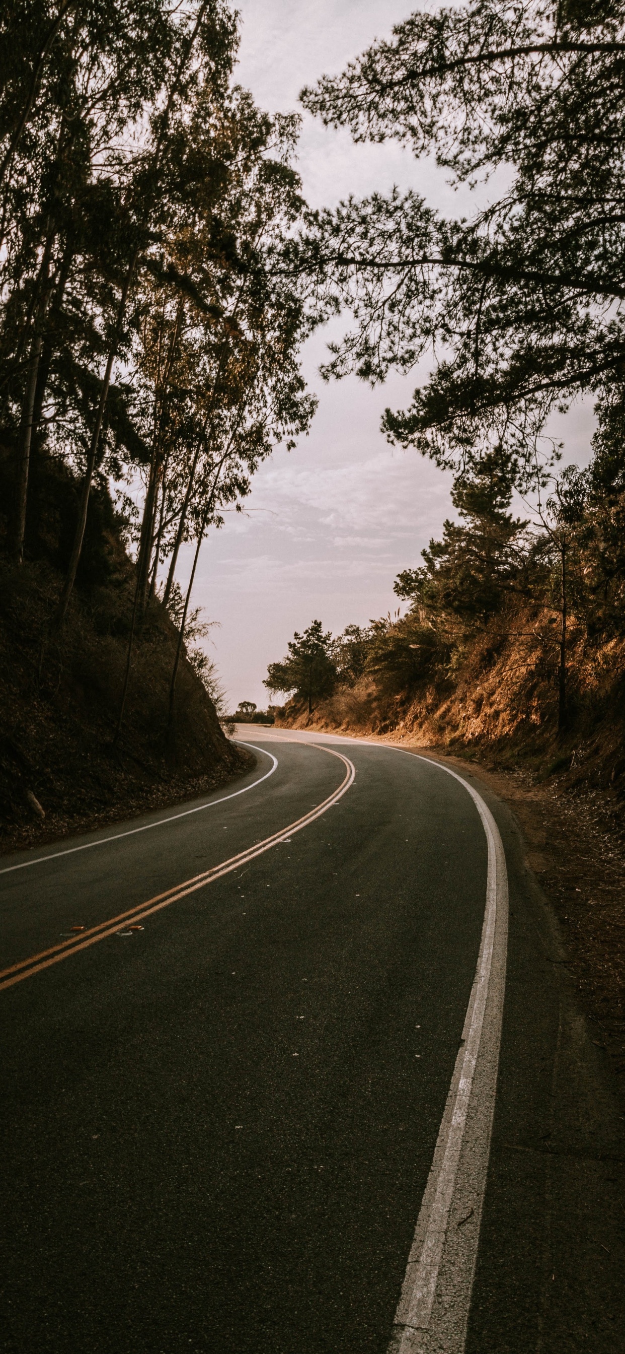 Обои дорога, дерево, переулок, асфальт, природный ландшафт в разрешении 1242x2688