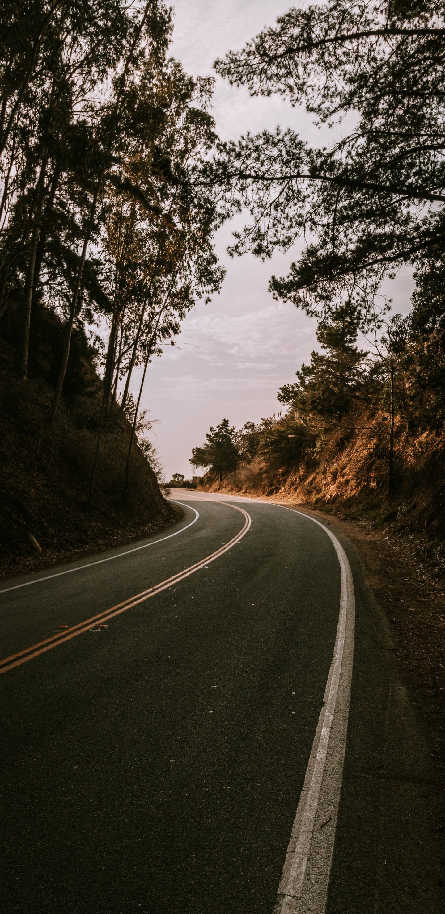 Обои дорога, дерево, переулок, асфальт, природный ландшафт в разрешении 1440x2960