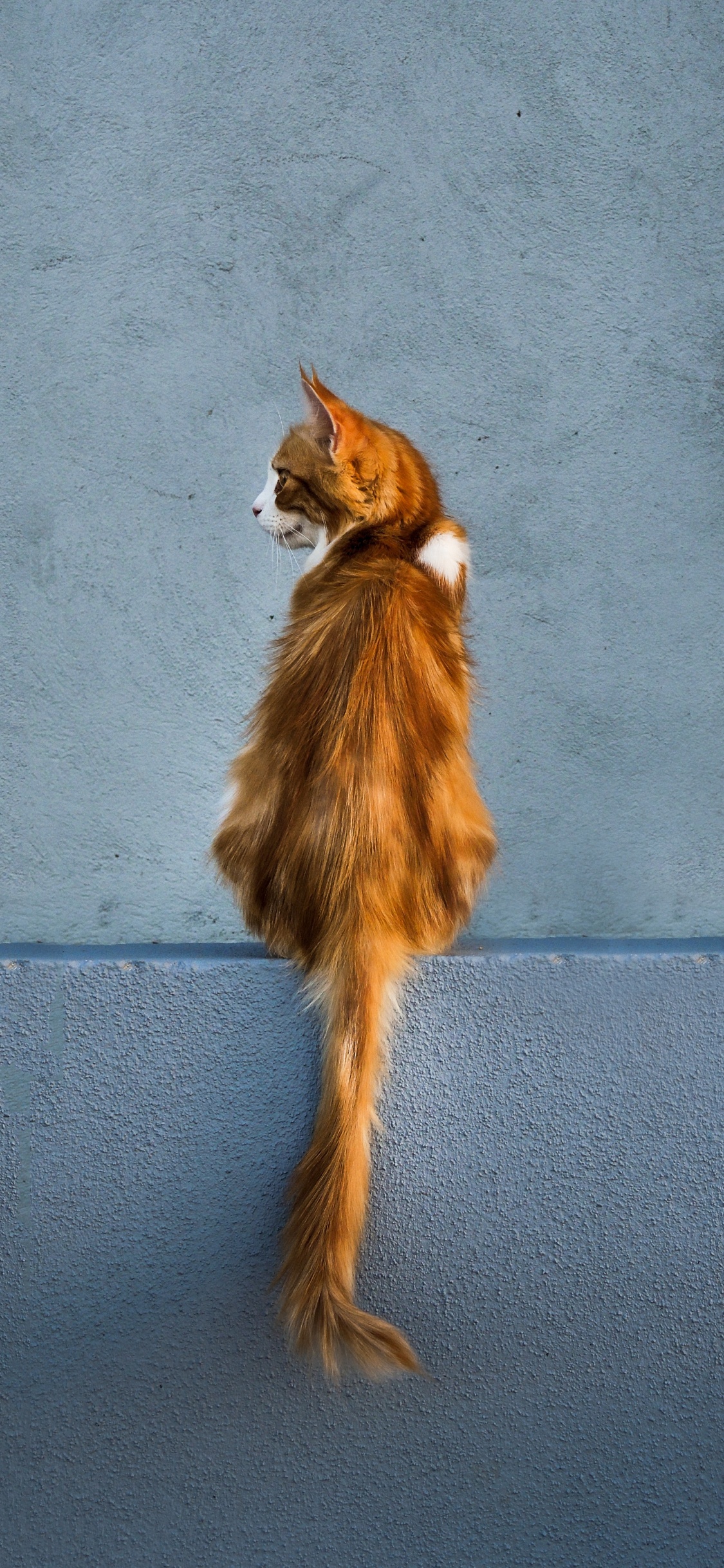 Обои котенок, хвост, мех, спортивные группы, тень в разрешении 1125x2436