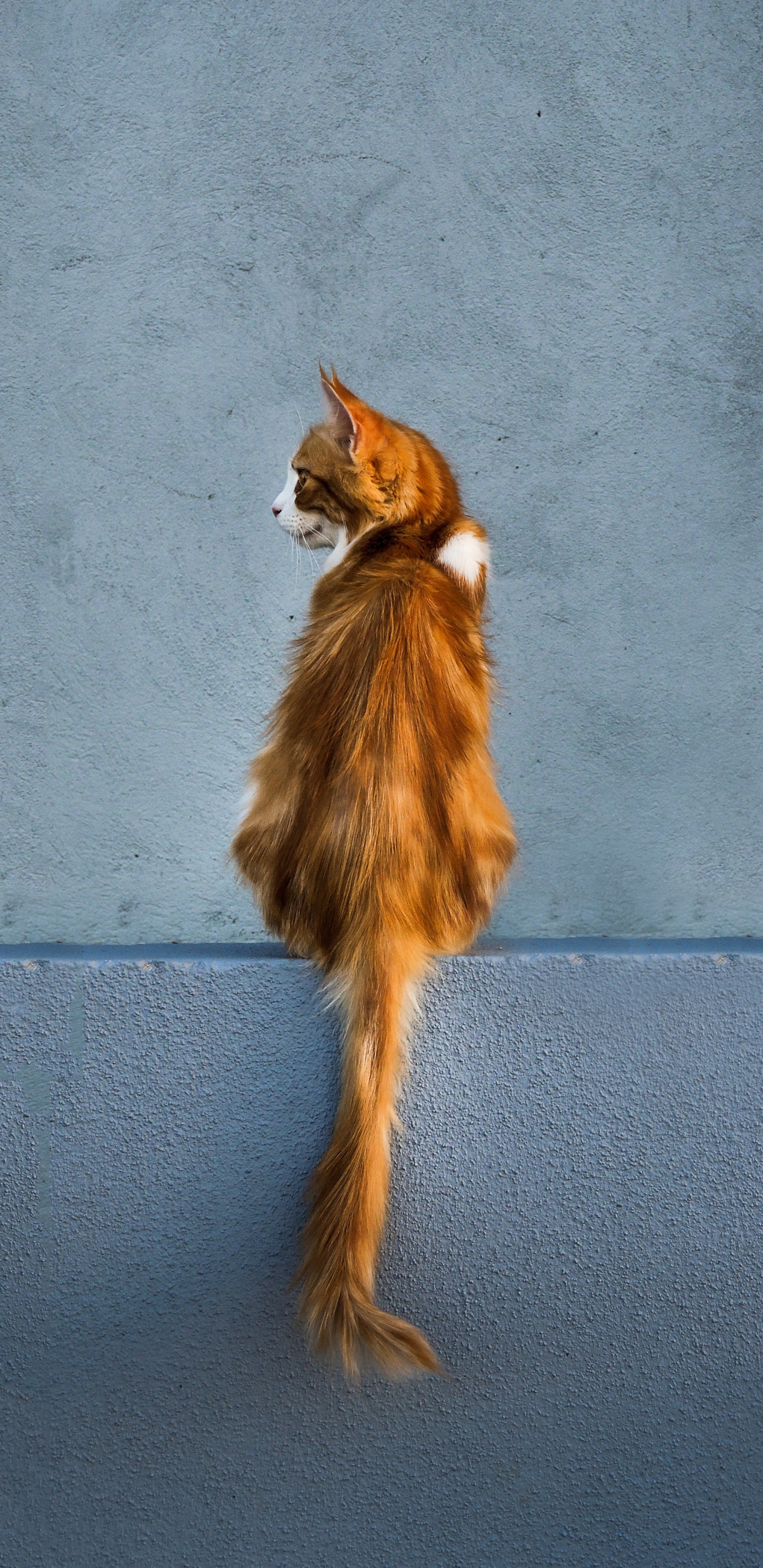 Обои котенок, хвост, мех, спортивные группы, тень в разрешении 1440x2960