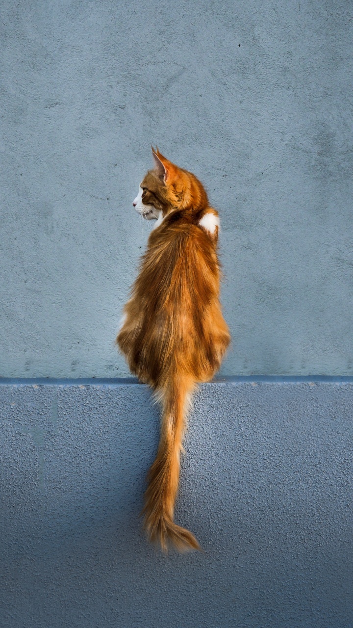 Обои котенок, хвост, мех, спортивные группы, тень в разрешении 720x1280