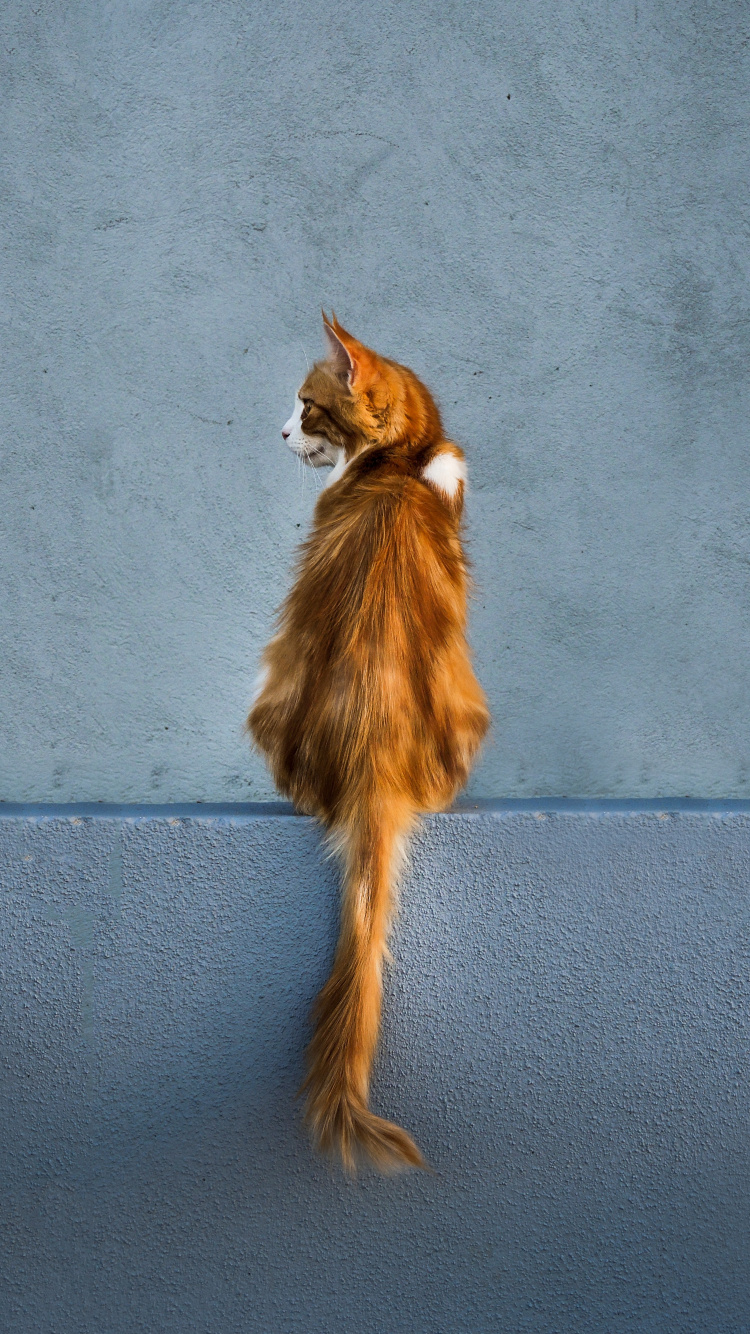 Обои котенок, хвост, мех, спортивные группы, тень в разрешении 750x1334