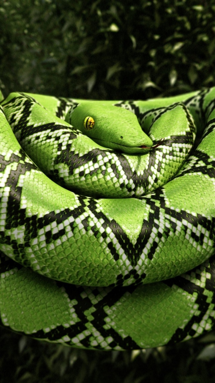 Обои удав, Западная зеленая Мамба, растение, змея, наземное растение в разрешении 720x1280