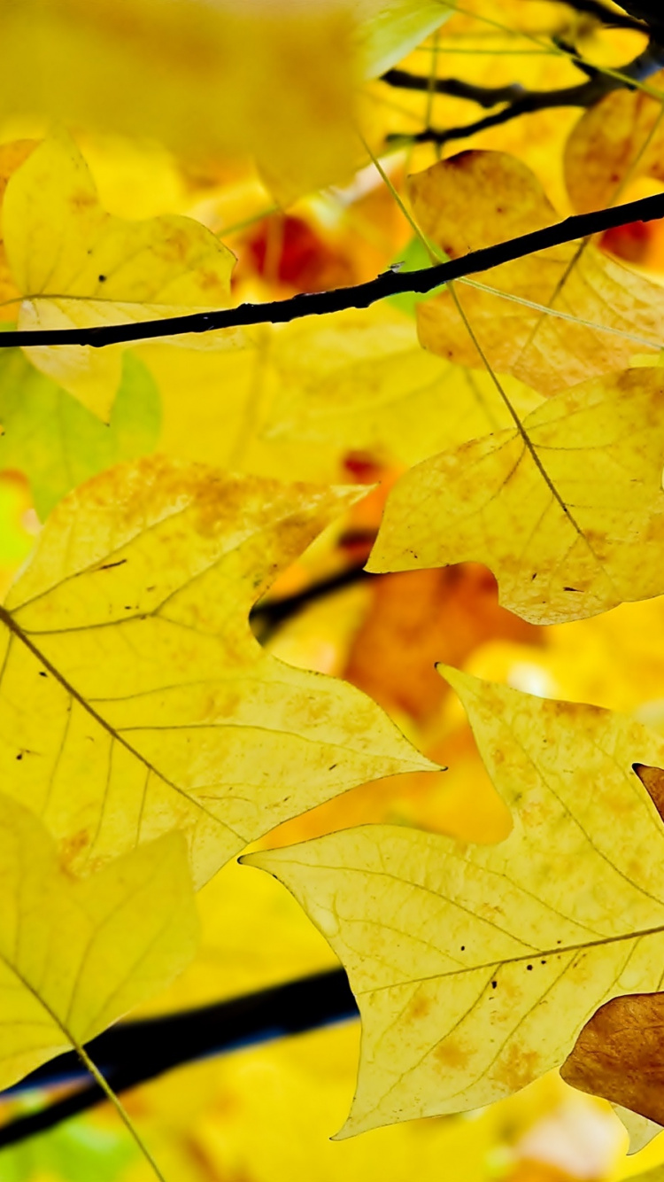 Обои ветвь, лист, дерево, прут, желтый в разрешении 750x1334