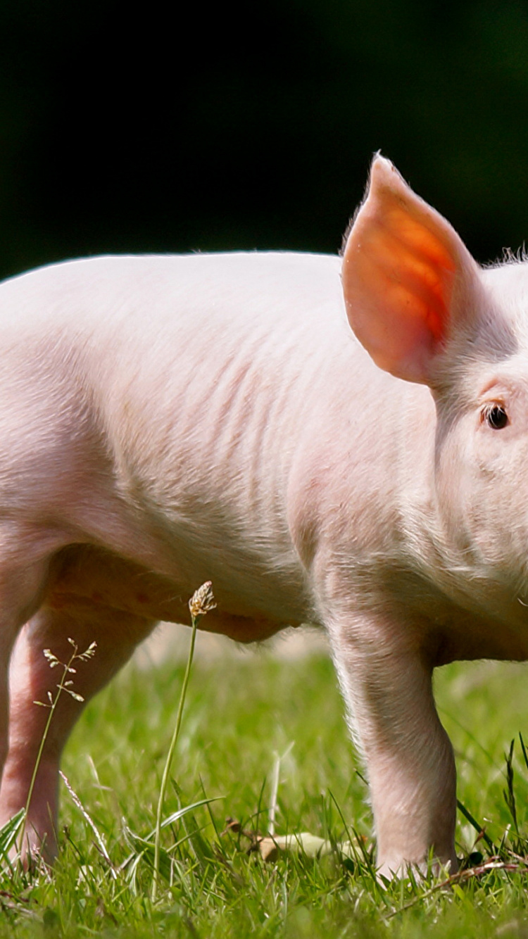 Обои морда, домашний скот, наземные животные, тигр, кот в разрешении 750x1334