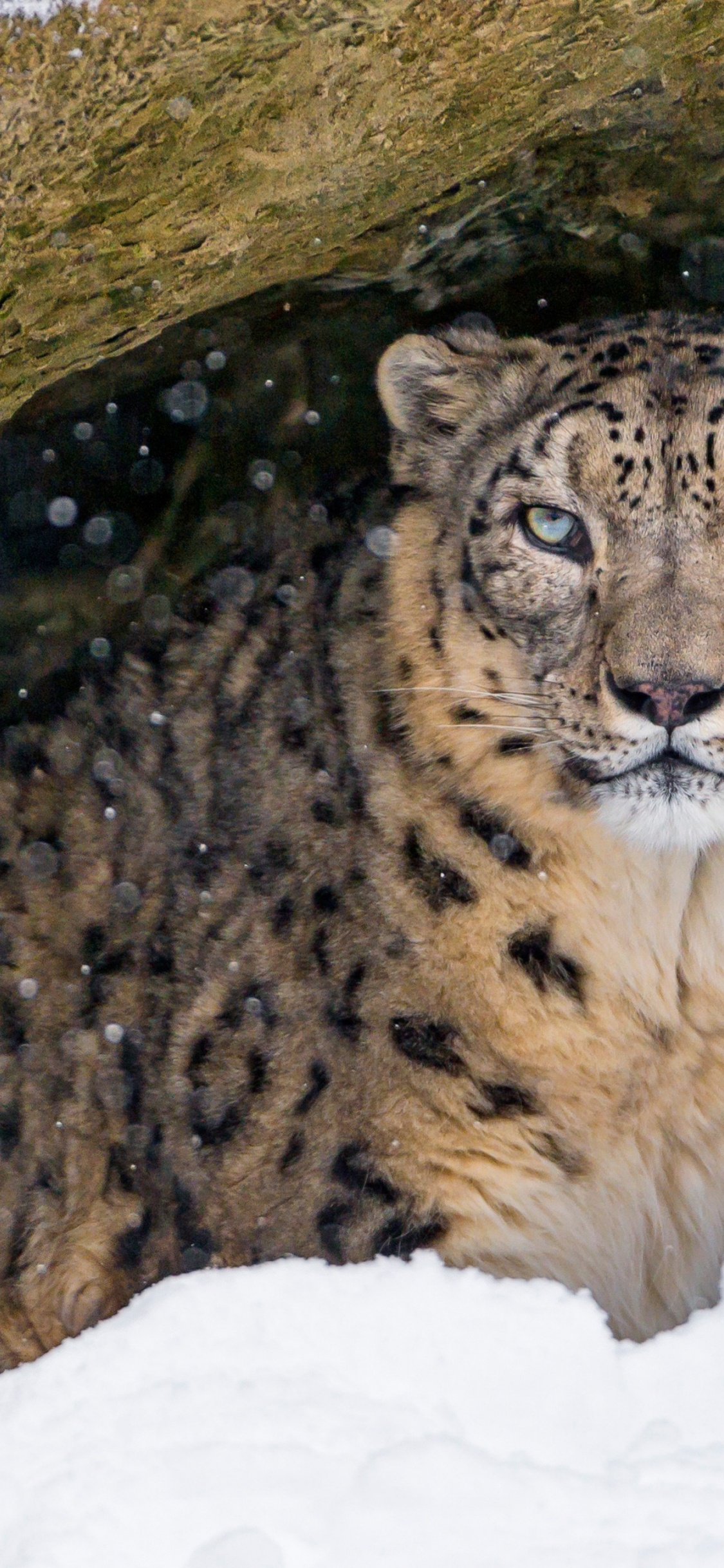 Обои кошачьих, Леопард, тигр, снежный Барс, снег в разрешении 1125x2436