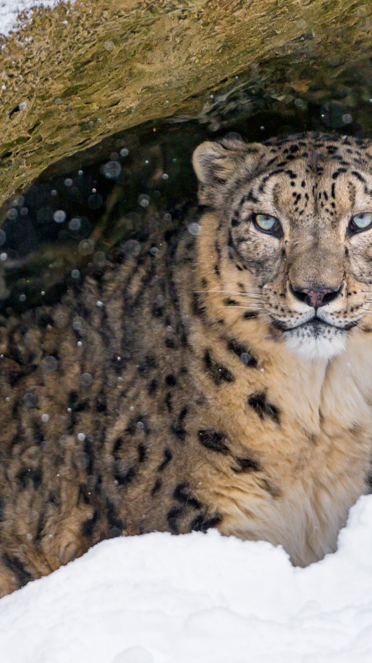 Обои кошачьих, Леопард, тигр, снежный Барс, снег в разрешении 750x1334