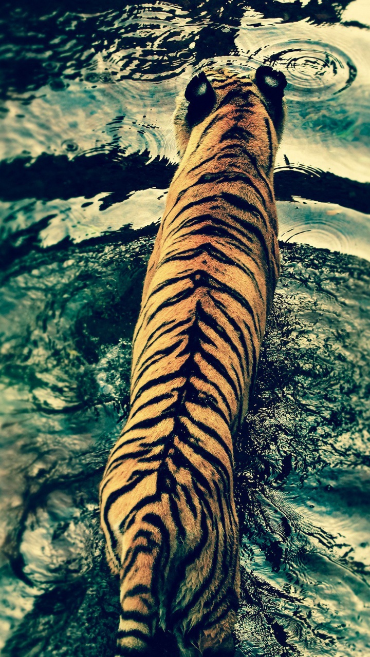 Обои тигр, вода, бенгальский тигр, живая природа, отражение в разрешении 720x1280