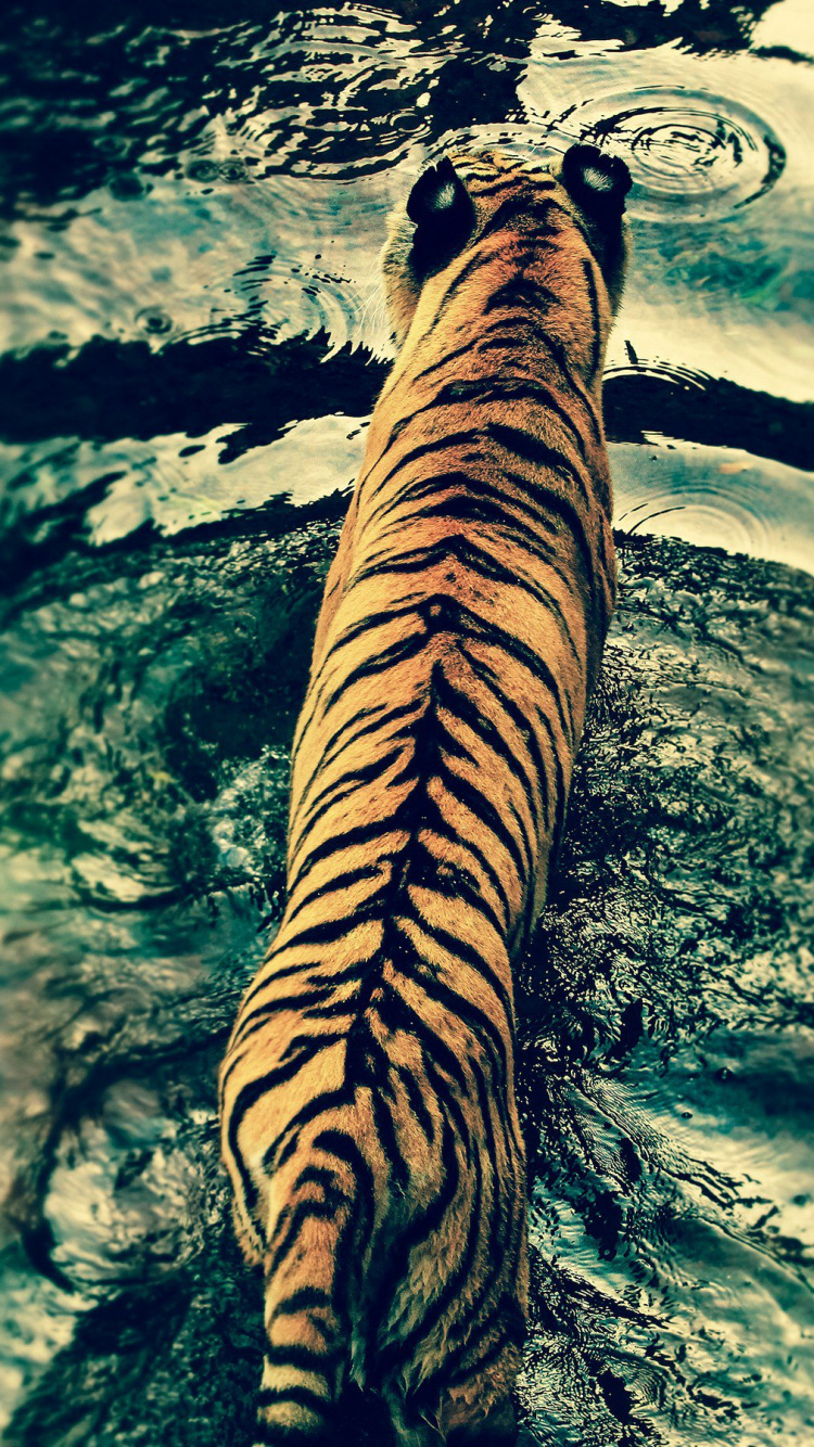 Обои тигр, вода, бенгальский тигр, живая природа, отражение в разрешении 750x1334