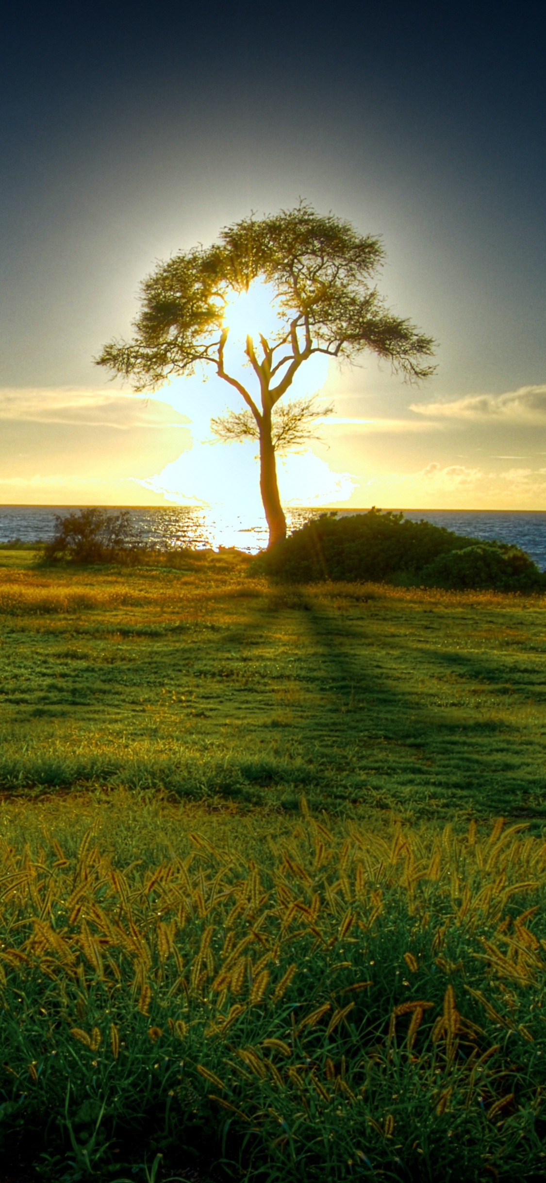 Обои природа, природный ландшафт, сенокосное угодье, дерево, утро в разрешении 1125x2436