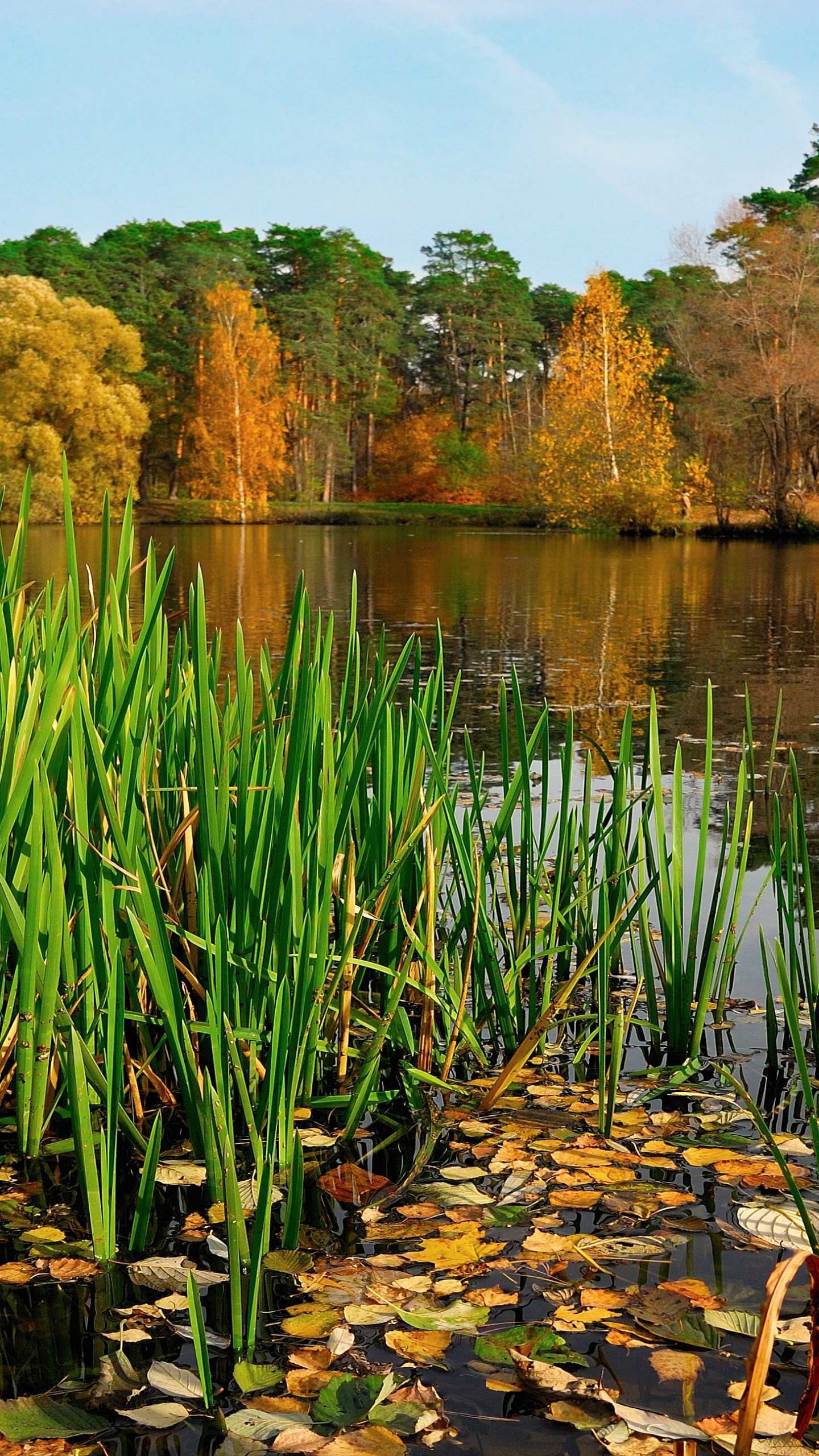 Обои природа, растительность, вода, природный заповедник, растение в разрешении 1440x2560