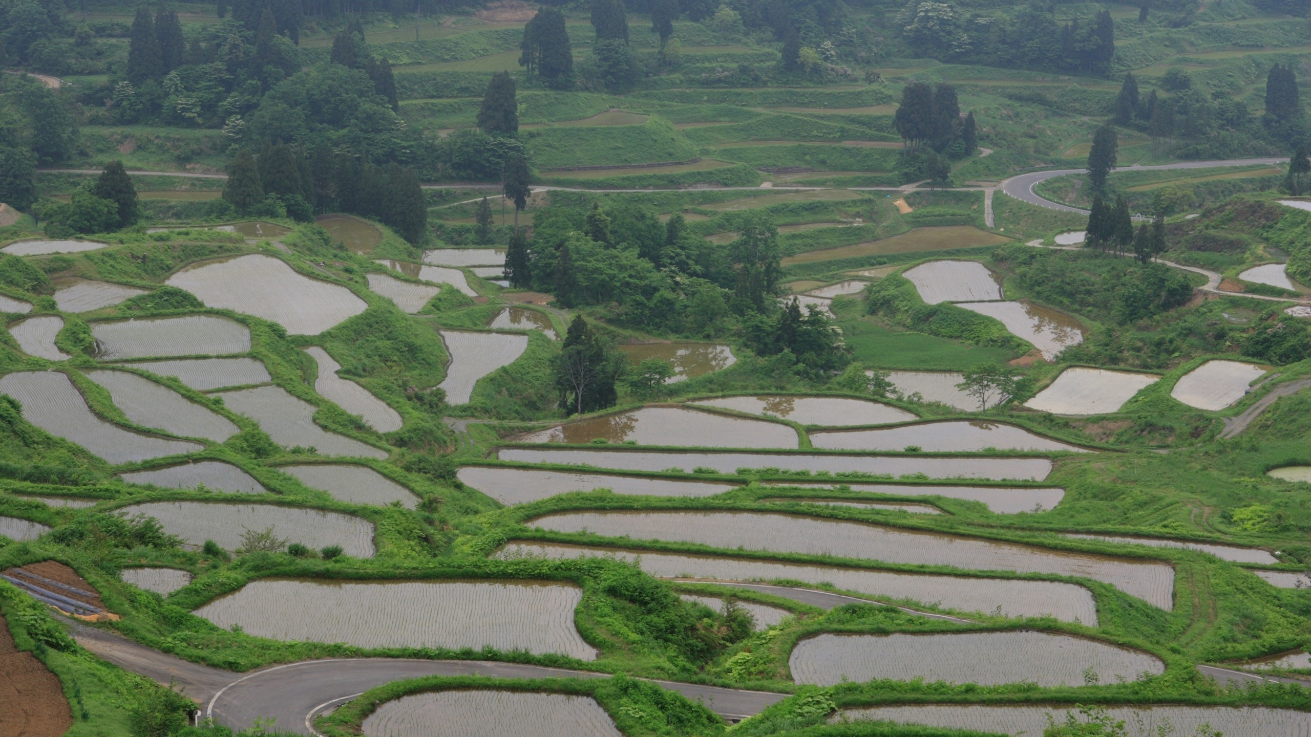 Обои терраса, сельский район, рисовое поле, сельское хозяйство, горная станция в разрешении 2560x1440
