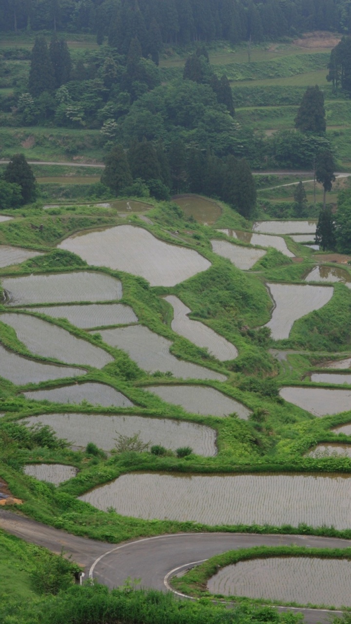 Обои терраса, сельский район, рисовое поле, сельское хозяйство, горная станция в разрешении 720x1280