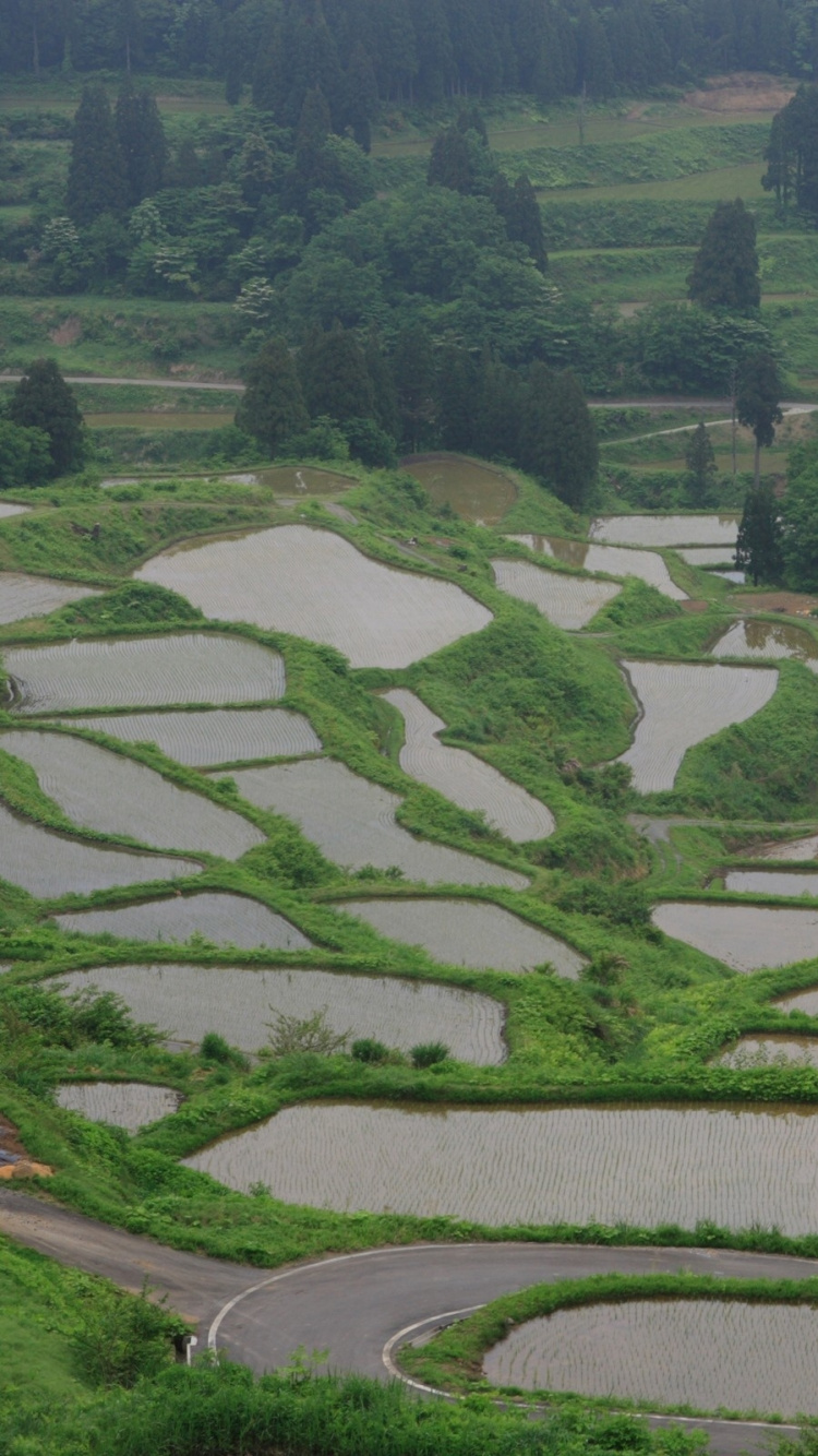 Обои терраса, сельский район, рисовое поле, сельское хозяйство, горная станция в разрешении 750x1334